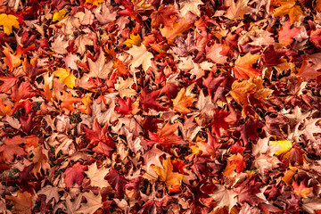 Autumn background texture with colorful fall maple leaves. Texture with autumn leaves.