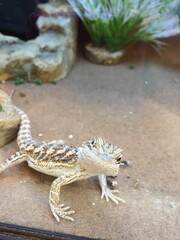 Gecko