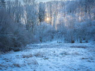 Snow Forest In Bavaria, Germany: A Winter Scene With Tall Trees, Frosted Branches, And Vibrant...