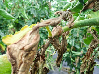 Manifestations of late blight on tomato leaves. Fungal disease of tomatoes., Tomato leaf rot, late blight (Phytophthora infestans) oomycete or water mold, a fungus-like microorganism that causes.