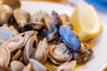 Clams from Galicia, La Coruña, (Corunna), Galicia, spain
