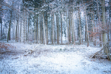 Snow-Covered Forest In Bavaria, Germany: A Serene Winter Scene With Tall Trees, Frosted Branches,