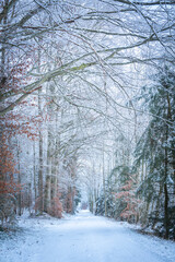 Snow-Covered Forest In Bavaria, Germany: A Serene Winter Scene With Tall Trees, Frosted Branches,