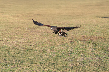 Obraz premium Generated image