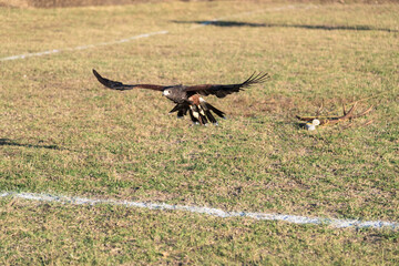 photographs of a golden eagle in its natural habitat in the middle of nature