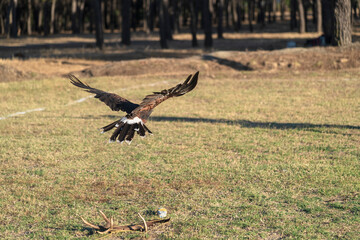 photographs of a golden eagle in its natural habitat in the middle of nature
