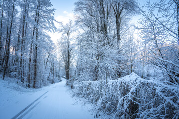 Snow-Covered Forest In Bavaria, Germany: A Serene Winter Scene With Tall Trees, Frosted Branches,