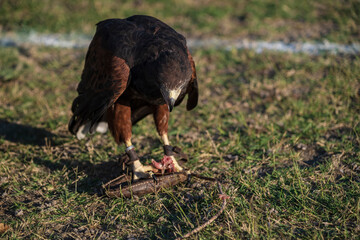 photographs of a golden eagle in its natural habitat in the middle of nature
