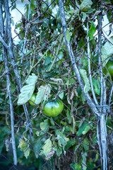 Tomato growing in the garden. Phytophthora