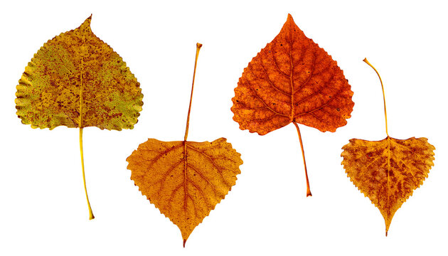 Autumn Leaves with Stems Isolated on Transparent Background Eastern Cottonwood Tree Assortment of Four Different Colors