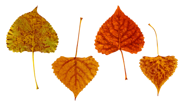 Autumn Leaves with Stems Isolated on Transparent Background Eastern Cottonwood Tree Assortment of Four Different Colors