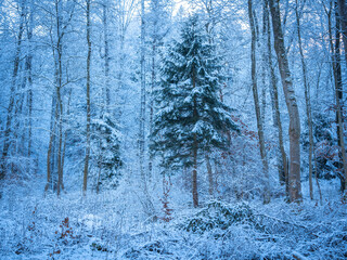 Snow-Covered Forest In Bavaria, Germany: A Serene Winter Scene With Tall Trees, Frosted Branches,