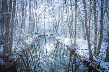 Snow-Covered Forest In Bavaria, Germany: A Serene Winter Scene With Tall Trees, Frosted Branches,