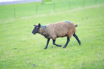 Black sheep in the farm. Sheep pasture on farm, close up. Sheep on a field. Sheep grazing at pasture. Farming agriculture.