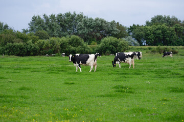 Cattle cow grazing on farmland. Grazing Cows in a Meadow with Grass. Cows Herd on a Grass Field. Mature Cow in a Green Field. Cows Grazing in Natural Pasture. Farm animals. Cows and calves grazing.
