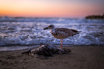 Mewa na brzegu morza podczas zachodu słońca