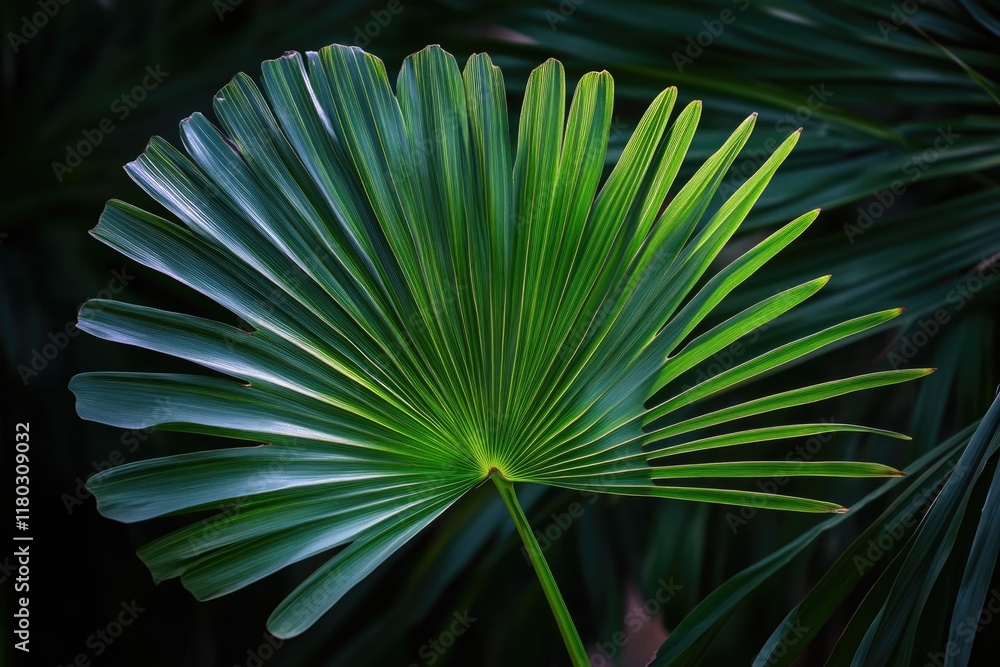 Poster a close-up shot of a single green palm leaf with intricate details