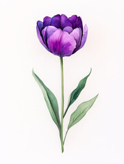 Vibrant purple tulip in full bloom captures the essence of spring beauty and renewal with lush green leaves elegantly framing the delicate petals on a soft white backdrop