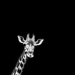 Obraz premium A giraffe photographed in monochrome tones