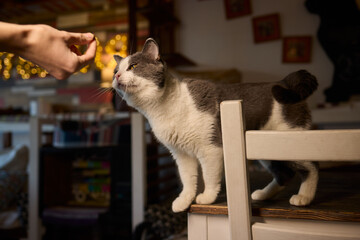 A Cat Happily Enjoying Delicious Treats Taken from a Gentle and Caring Hand Reaching Out