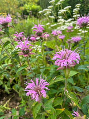 Obraz premium Purple Monarda flowers. An ornamental plant with unique blooms and medicinal properties used to treat coughs and sore throats. Grows in a garden with green and white plants in the background