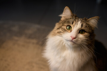 An adorable and fluffy cat is sitting gracefully and contentedly indoors, looking charming