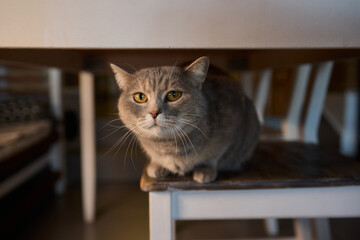 An Elegant Cat Sits Calmly in Soft and Inviting Warm Light, Exuding Tranquility