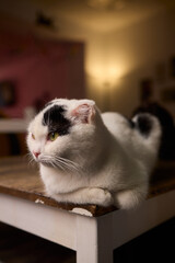 An Elegant Cat Sits Calmly in Soft and Inviting Warm Light, Exuding Tranquility