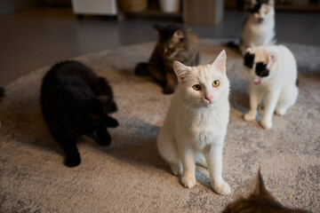 An adorable and fluffy cat is sitting gracefully and contentedly indoors, looking charming