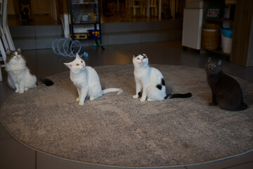 An adorable and fluffy cat is sitting gracefully and contentedly indoors, looking charming