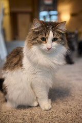 An adorable and fluffy cat is sitting gracefully and contentedly indoors, looking charming