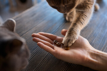 A Cat Happily Enjoying Delicious Treats Taken from a Gentle and Caring Hand Reaching Out