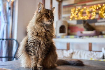 An Elegant Cat Sits Calmly in Soft and Inviting Warm Light, Exuding Tranquility