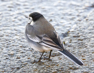 Pied wagtail.British wild bird, winter plumage.
