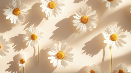 Elegant aesthetic chamomile daisy flower pattern with sunlight shadows on a neutral beige background with copy spaceElegant aesthetic chamomile daisy flower pattern with sunlight shadows on a neutral