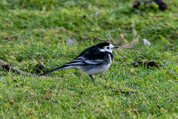 Pied wagtail.British wild bird, winter plumage.