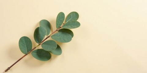 Obraz premium Single sprig of green leaves on a pale yellow background