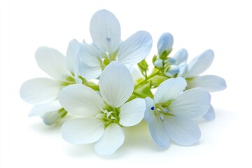 Fototapeta premium A bouquet of white flowers sits on a white surface, providing a clean and elegant backdrop for your design