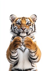 Obraz premium Tiger Standing
