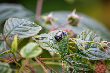 Japanese beetle on a raspberry leaf.