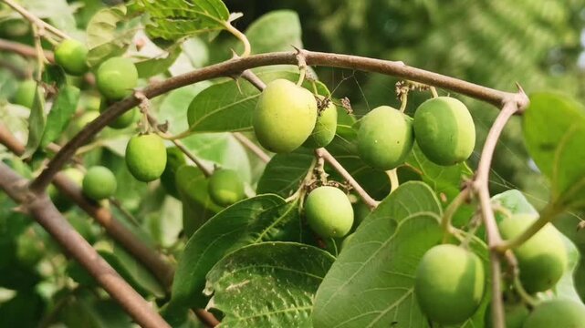 fresh green fruit growing on tree branches surrounded by healthy leaves in a natural environment