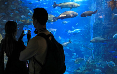 Fototapeta premium pareja mirando los peces haciendo fotografias con el movil en el aquarium de donostia san sebastian 4M0A4793-as25