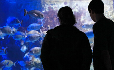 pareja mirando los peces en el aquarium de donostia san sebastian 4M0A4858as25 © txakel