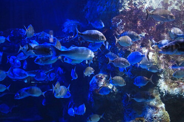 aquarium de donosti san sebastian interior con peces tiburones mantas rayas país vasco 4M0A4859-as25 © txakel