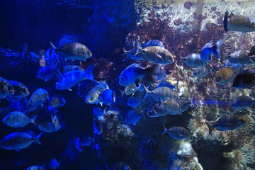aquarium de donosti san sebastian interior con peces tiburones mantas rayas país vasco 4M0A4862-as25 © txakel