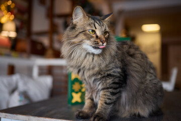 An Elegant Cat Sits Calmly in Soft and Inviting Warm Light, Exuding Tranquility
