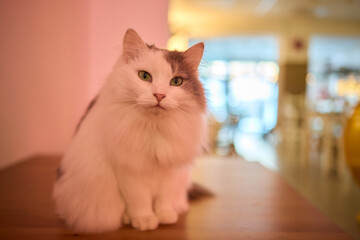 An Elegant Cat Sits Calmly in Soft and Inviting Warm Light, Exuding Tranquility