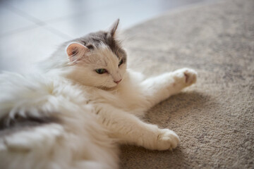 An adorable and fluffy cat is sitting gracefully and contentedly indoors, looking charming