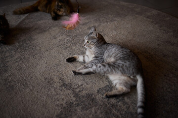 A Playful Cat on a Soft Carpet Engaging with a Colorful Chew Toy in a Joyful Setting