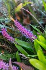 Close-up of vibrant pink and purple flowers amidst lush green foliage. Tropical plants in a garden setting. Scandrett Regional Park, Warkworth, Auckland, New Zealand